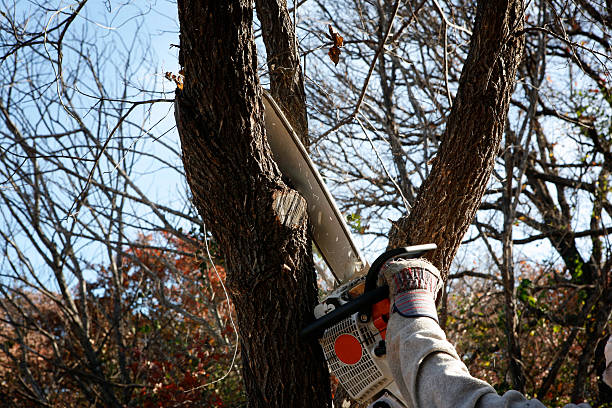 How Our Tree Care Process Works  in  Radcliff, KY